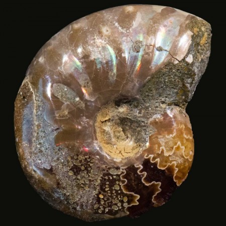 Ammonitt polert